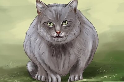 How to Help a Disoriented Cat