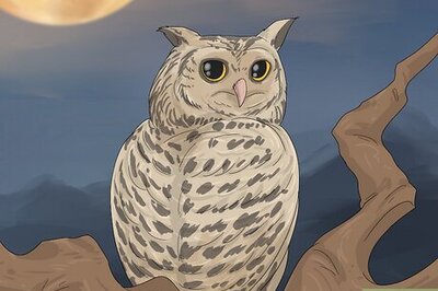Are Owls Good or Bad Luck?