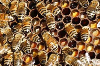 'Radiation from mobile towers affecting widelife'