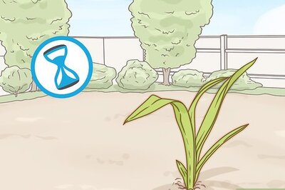 How to Grow Yucca