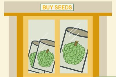 How to Plant Sugar Apples