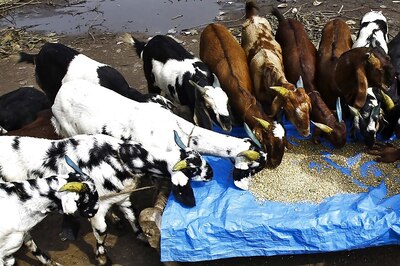 Goats Sacrificed on Police Station Premises in Odisha in Violation of HC Order