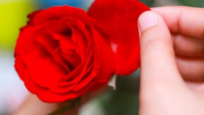 How to Sugar Flowers