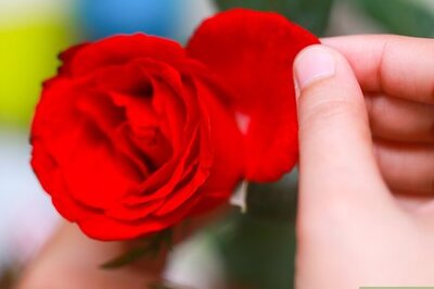 How to Sugar Flowers