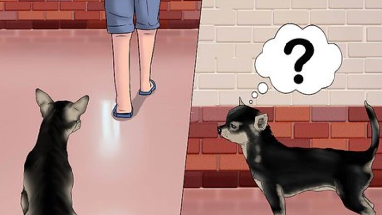 How to Play with a Chihuahua
