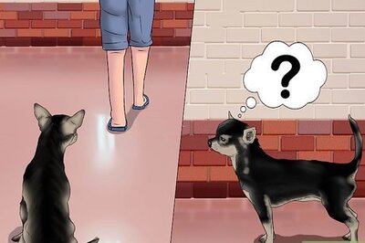 How to Play with a Chihuahua