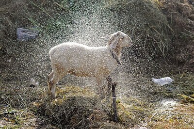 Karnataka: Brahmins Sacrifice Sheep, Drink Country Liquor at Yajna