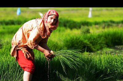Rajasthan Govt to Send 100 Farmers Abroad for Training. Check Eligibility and Application Details