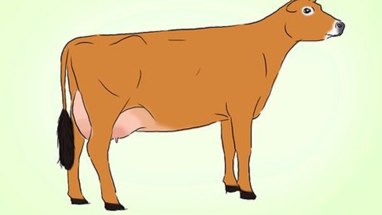 How to Identify Jersey Cattle