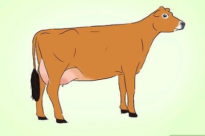 How to Identify Jersey Cattle