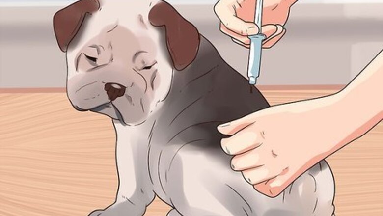 How to Prevent Hookworms in Dogs