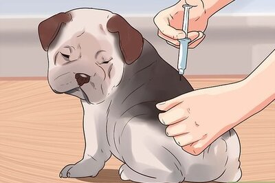 How to Prevent Hookworms in Dogs