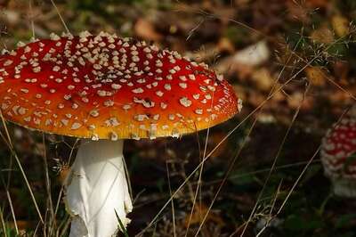 Australia’s Mushroom Murder Mystery: Woman Accused of Serving Fatal Lunch To In-Laws Pleads Not Guilty