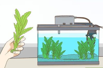 How to Play With Your Betta Fish