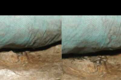 Strange Hissing Sound Coming from Under a Sack Turns Out to be a Knot of Snakes | Watch Video