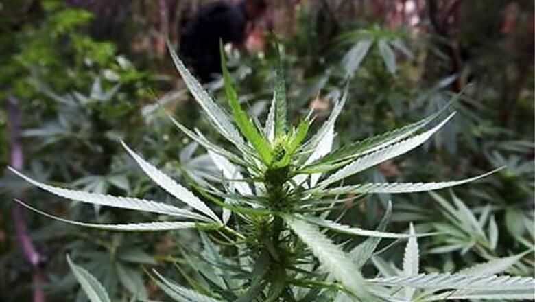 Colorado, Washington legalise recreational marijuana