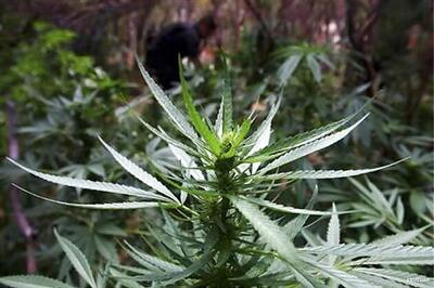 Colorado, Washington legalise recreational marijuana