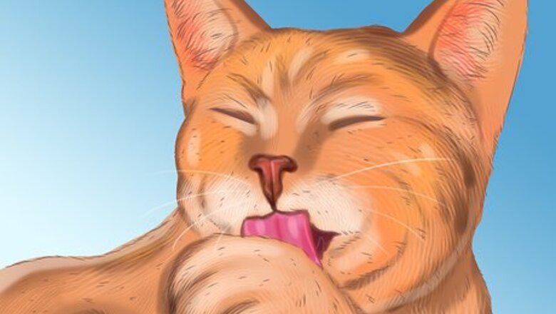 How to Diagnose Seasonal Allergies in Cats