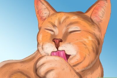 How to Diagnose Seasonal Allergies in Cats