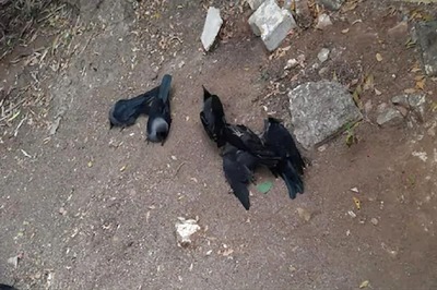 Bird Flu Scare Reaches Delhi as Over 100 Crows Fall Dead; Govt Doctors Rush to Spot