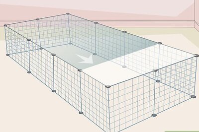 How to Help Two Guinea Pigs Get Along