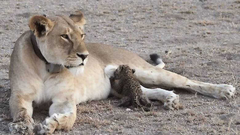 Another Lioness Dies in Gir forest, Toll Rises to 14 in Two Weeks