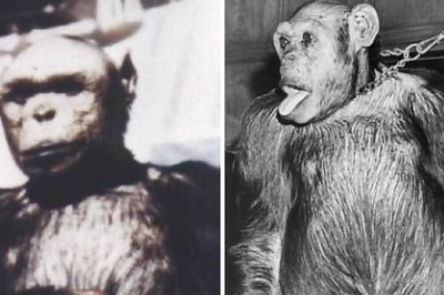 Unseen Pics Of Oliver, The 'Humanzee' Ape, Resurface On Internet