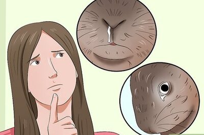 How to Care for a Sneezing Rabbit