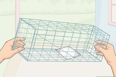 How to Catch a Squirrel