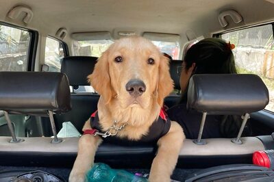 Summer Care Tips For Pets: 5 Indoor Activities To Keep Them Entertained