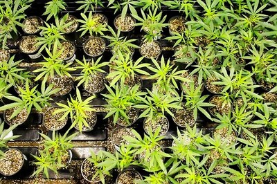 Soda Pot: PepsiCo Joins Coca-Cola in Exploring Cannabis Drinks