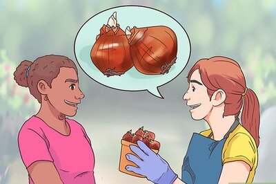 How to Get Tulip Bulbs