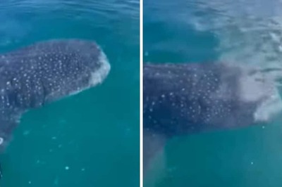 At Australia's K'gari Island, Man Spots Massive Whale Shark With Thousands Of Teeth