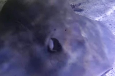 ‘Virgin’ Stingray Undergoes Another Body Change During Pregnancy