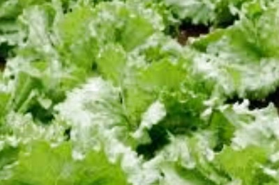 Farmers In Tamil Nadu’s Nilgiris Adopt Iceberg Lettuce Cultivation, Earn Rs 300 Per Kg