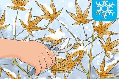 How to Prune Japanese Maple Trees