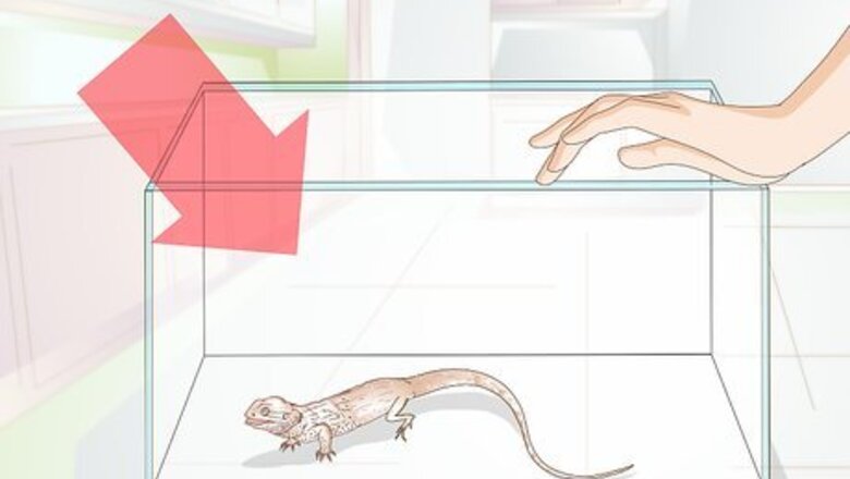 How to Set Up a Tank for Bearded Dragons