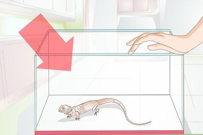 How to Set Up a Tank for Bearded Dragons