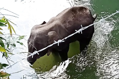 Elephant May Have Accidentally Consumed Cracker-filled Fruit: Environment Ministry