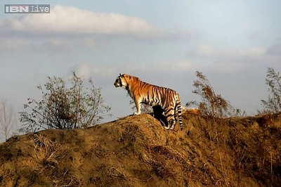 Exclusive: If the Tiger Can Survive, It's in India