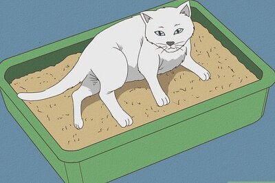 How to Take Care of a Cat