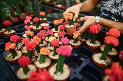 Ideas To Decorate Your Home With House Plants​