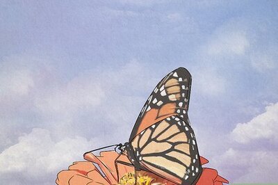What Do Monarch Butterflies Represent Spiritually?