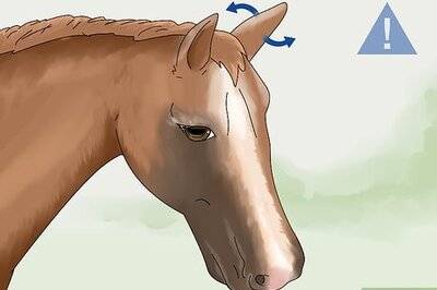 How to Tell if a Horse Is Frightened