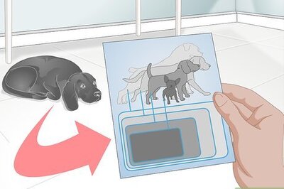 How to Buy an Orthopedic Dog Bed