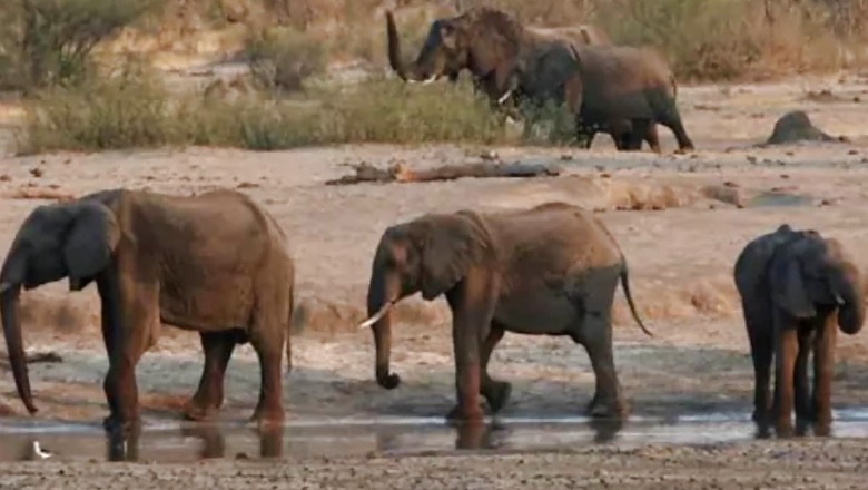 Boasting World's Largest Elephant Population, This Country's Over 300 Pachyderms Killed by 'Bacteria'