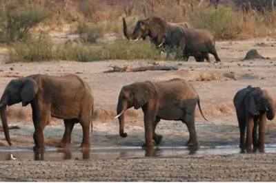 Boasting World's Largest Elephant Population, This Country's Over 300 Pachyderms Killed by 'Bacteria'