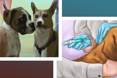 How to Make Your Dog Get Along With Other Dogs