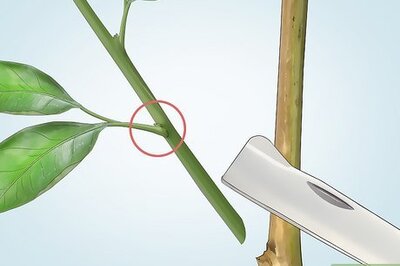 How to Do Budding in Plants