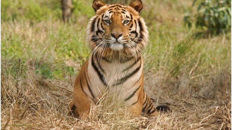Tadoba Tiger Reserve to Start Ecotourism in Buffer Zone to Boost Local Economy